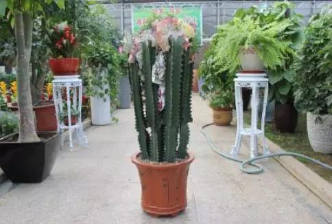 不易生病好养的多肉植物,盘点十大常见多肉植物