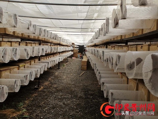 杨蓉鸿：镇宁大山深处喂养野蜂的苗家人