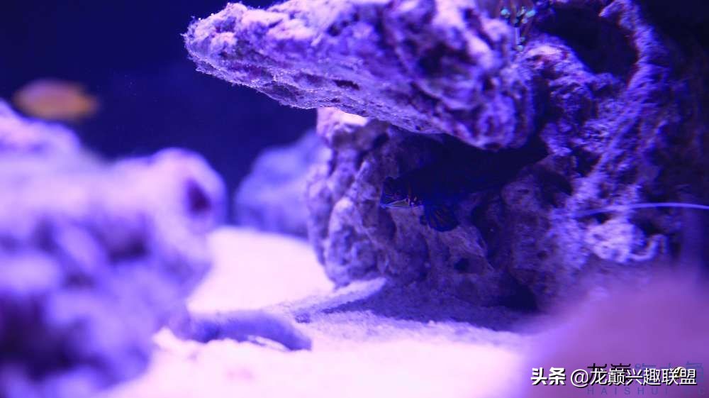 从零开始玩海缸的方法,从零开始玩海缸全过程