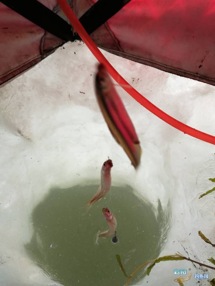 冰钓鲫鱼红虫挂大点好还是小点好,冬季钓鱼必杀饵红虫的选择与保鲜