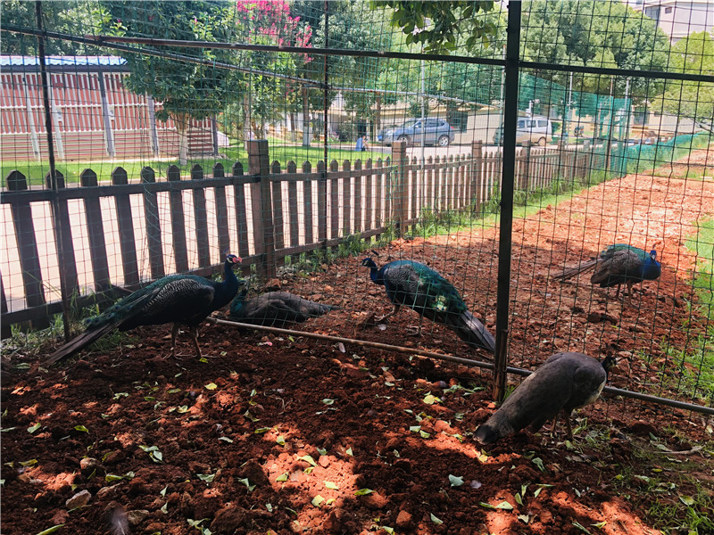 2只老母鸡孵出八只蓝孔雀,云南一高校母鸡孵出孔雀