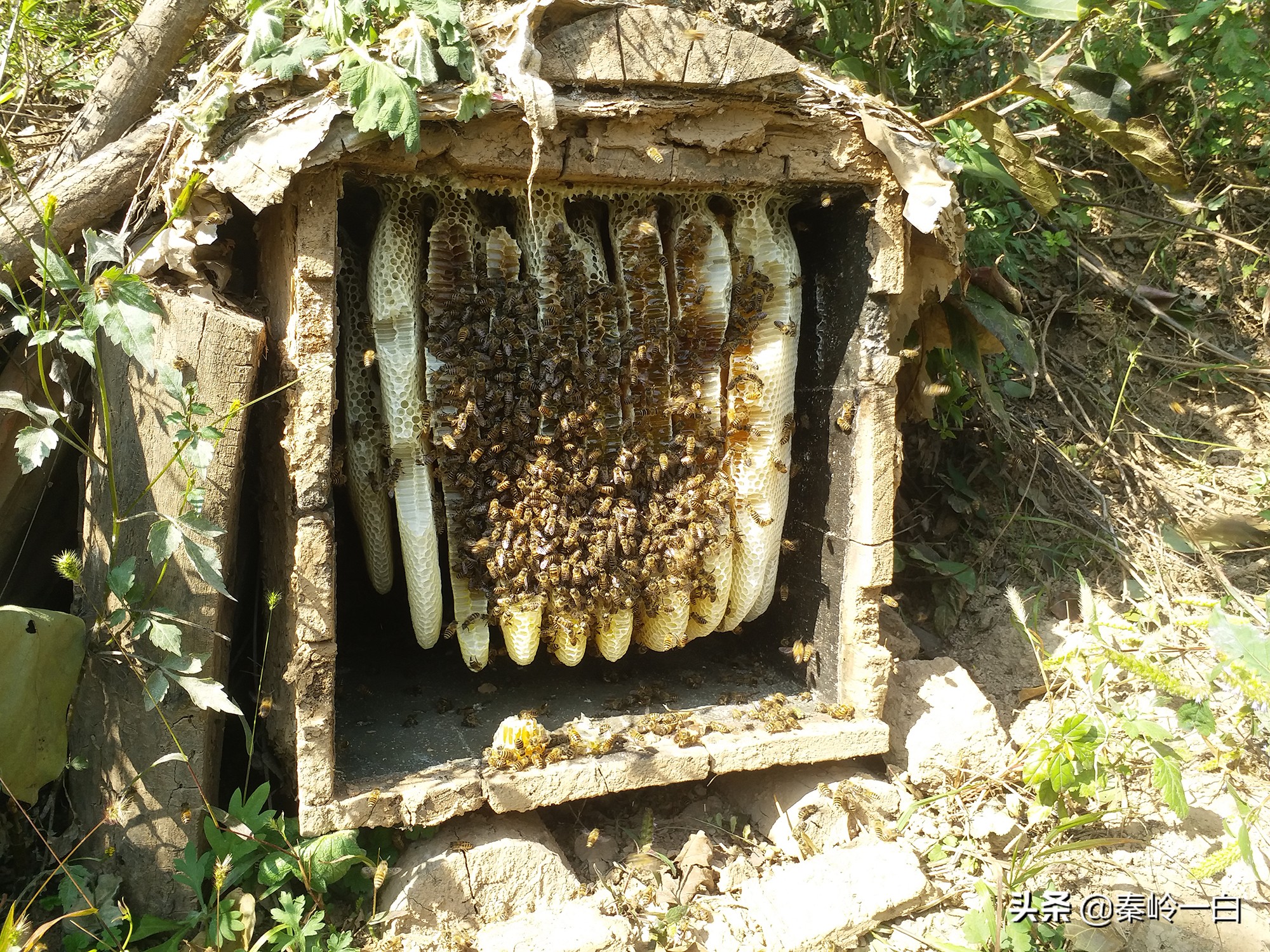 你们有没有接到过一个电话,小女孩自称是祖传卖蜂蜜的?