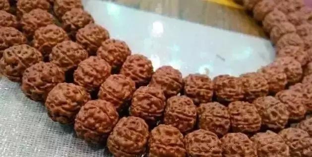 小金刚菩提深度清理,小金刚菩提如何快速清理干净