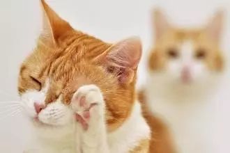 猫咪湿疹怎么治疗最好,猫咪湿疹是什么原因