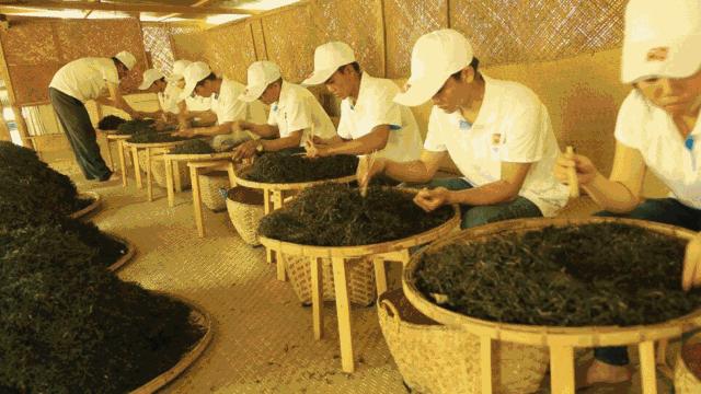 普洱茶的陈香味是什么,普洱茶的陈香味是什么样