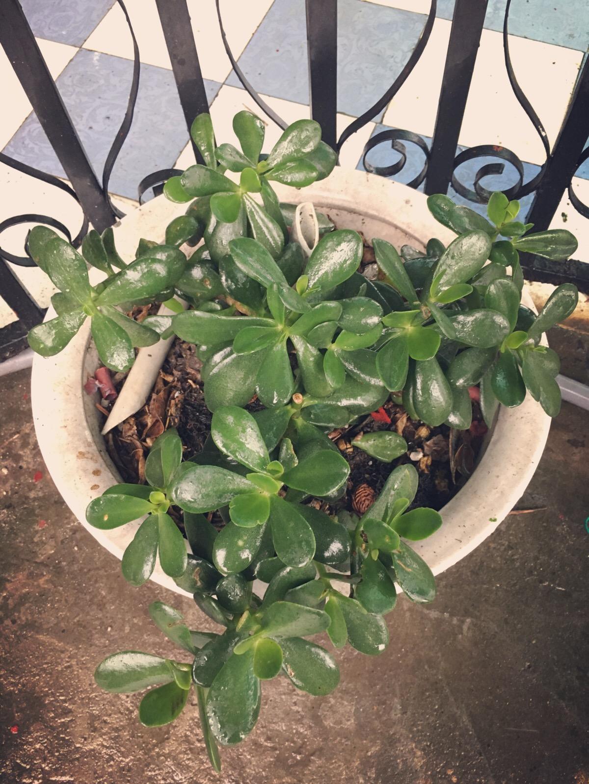 玉树怎么养才能长得快叶子翠绿,玉树光照太强叶片发软怎么补救