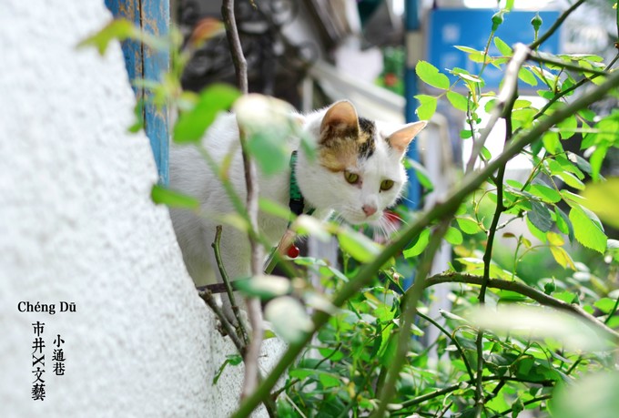 成都可以逛的老街,成都比较有特色的老街