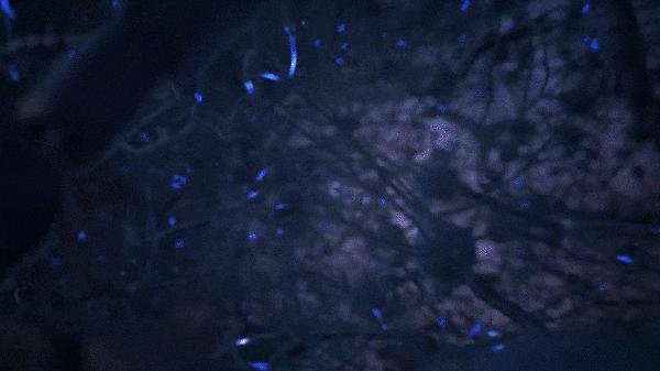 未来马斯克最新机器人,马斯克宣布脑机接口患者恢复