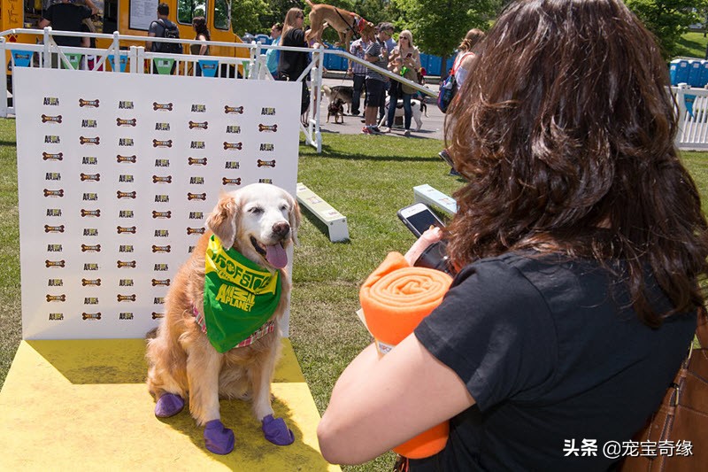 宠物全美大赛,美国奥兰多宠物展冠军