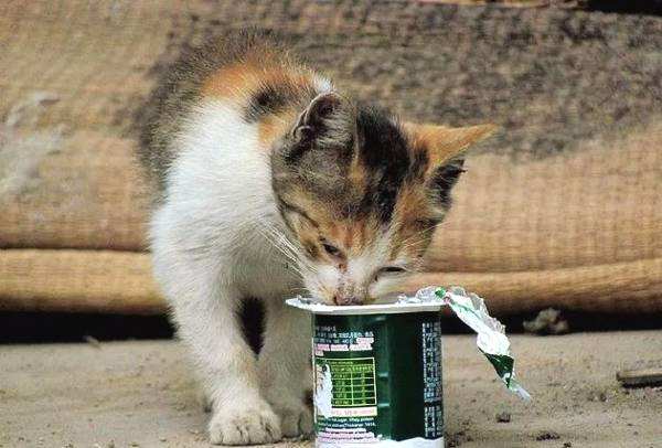 一只被遗弃的小猫在这里乞讨,一只被遗弃的小狗终日流浪在街头