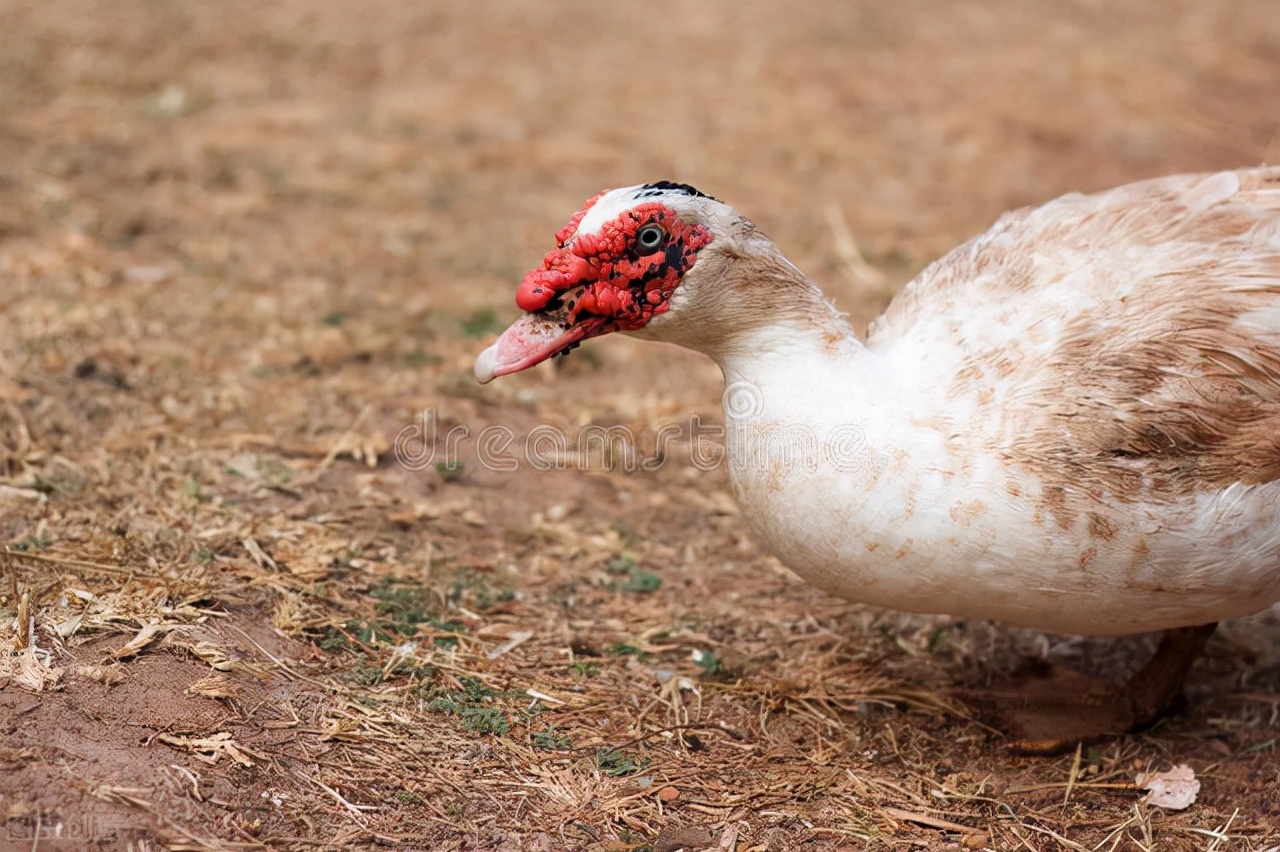 包回收养鹅是骗局吗,包回收合伙办厂