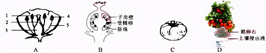 人教版七年级生物植物的呼吸作用,生物光合作用与呼吸作用的综合题