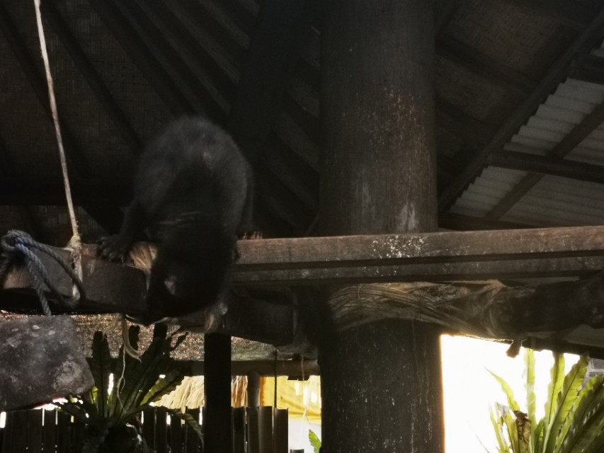 印尼猫屎咖啡300克价格,世界上最顶级的猫屎咖啡