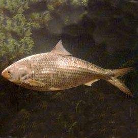 此味只应天上有，哪知全从长江来—长江三鲜