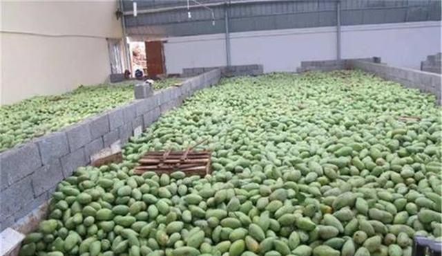 越南滞销,越南产青芒