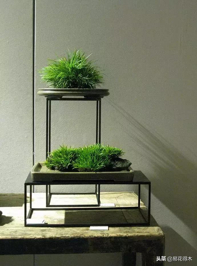 文房菖蒲怎么养殖,菖蒲的养护方法