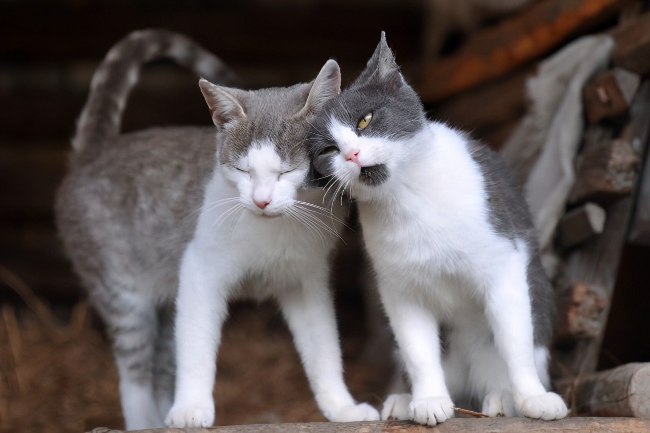 人类女性为什么隐藏排卵期,女性要知道的排卵期