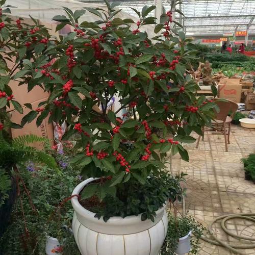 冬青盆景养殖方法,盆栽冬青怎么养活视频教程