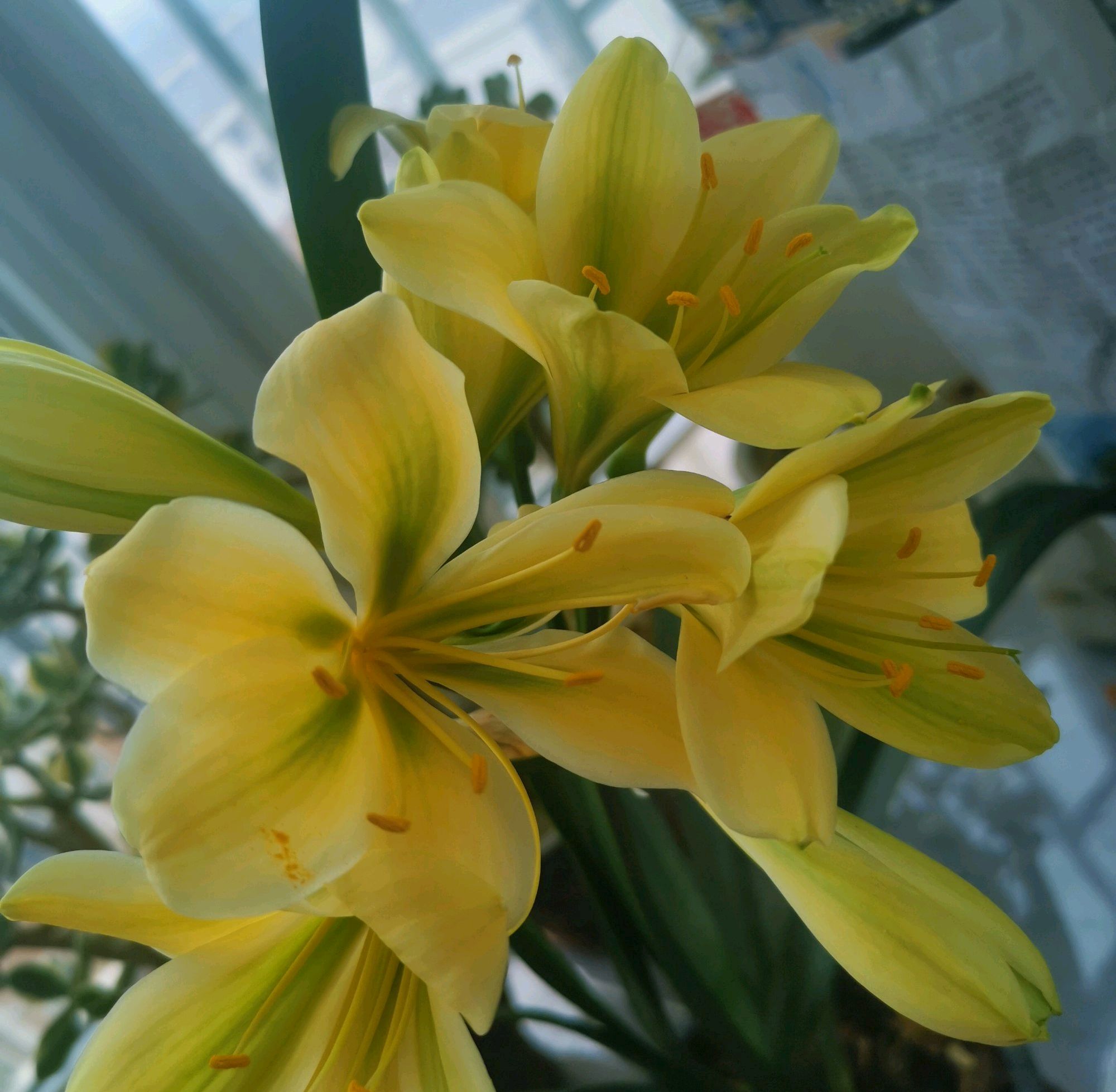 君子兰从配土到开花的五种步骤,君子兰栽培技术君子兰啥时候开花