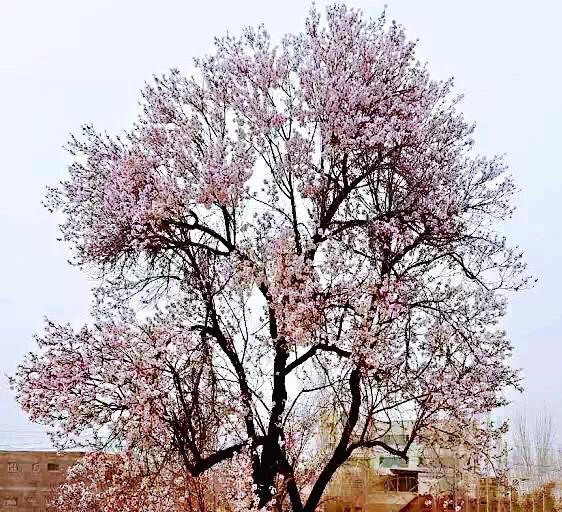 疆果福巴旦木,疆果儿酸奶巴旦木