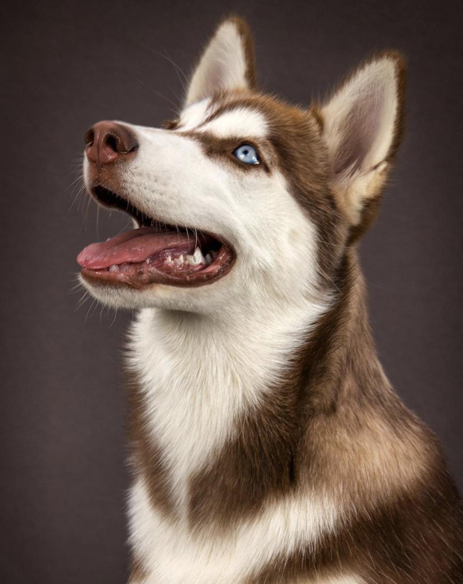 惹人喜爱的萌犬,萌犬