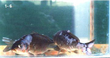 提高鱼病治疗效果的三个要领