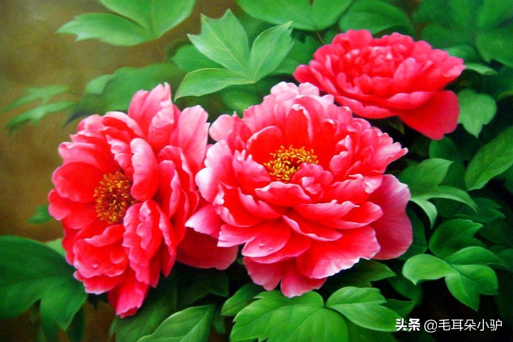 哪种花更适合成为中国的国花,如果提到国花你首先会想到什么花