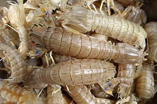 如何挑选母皮皮虾,皮皮虾怎么挑选才是最好