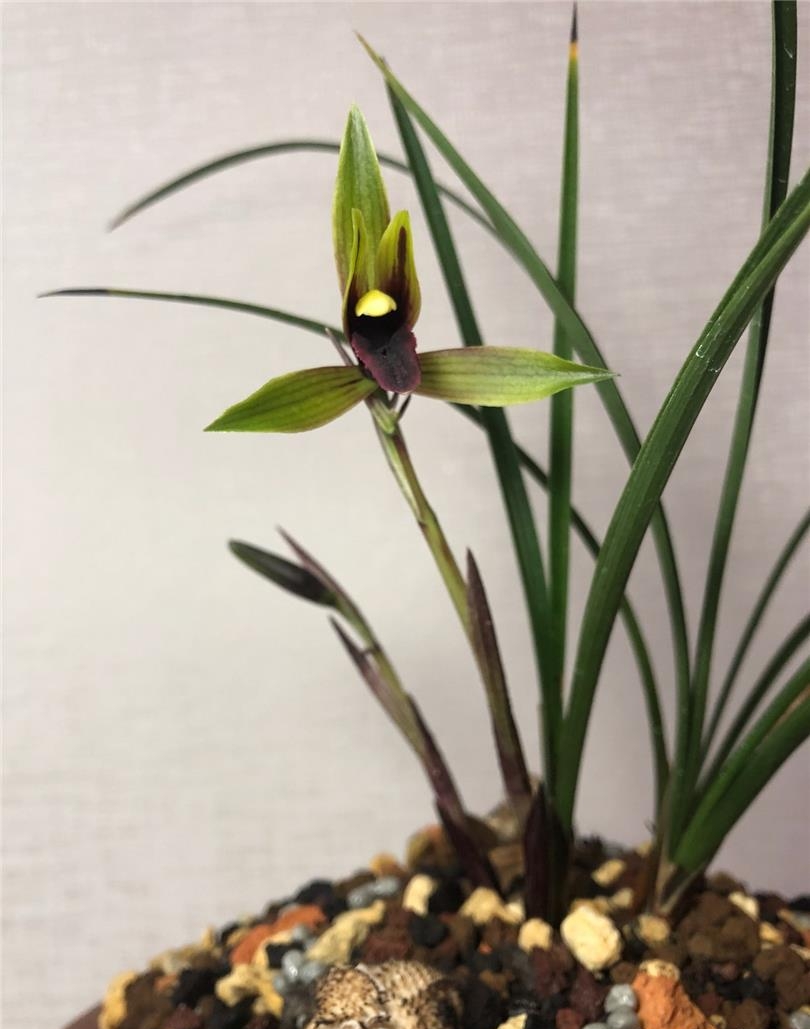 四川与贵州交界处出产的一颗春兰黑花，堪称大自然的经典之作