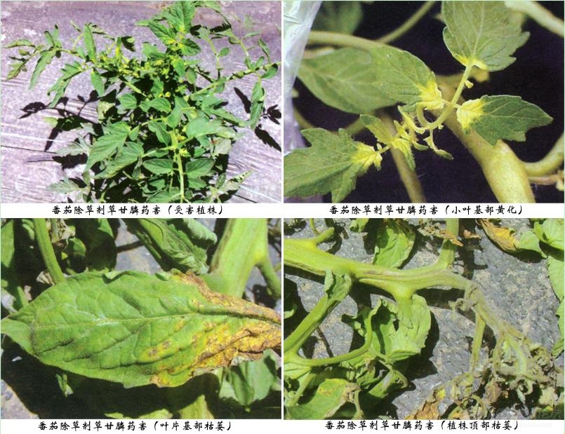 农用喷雾器使用后该如何进行清洗才能再喷洒别的农药？