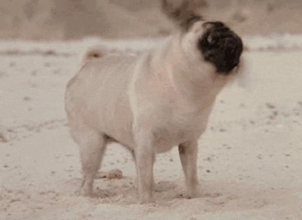 猫狗必备的药,收藏必备药品