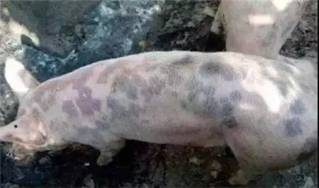 来看下猪皮肤发红的病因和治疗方案