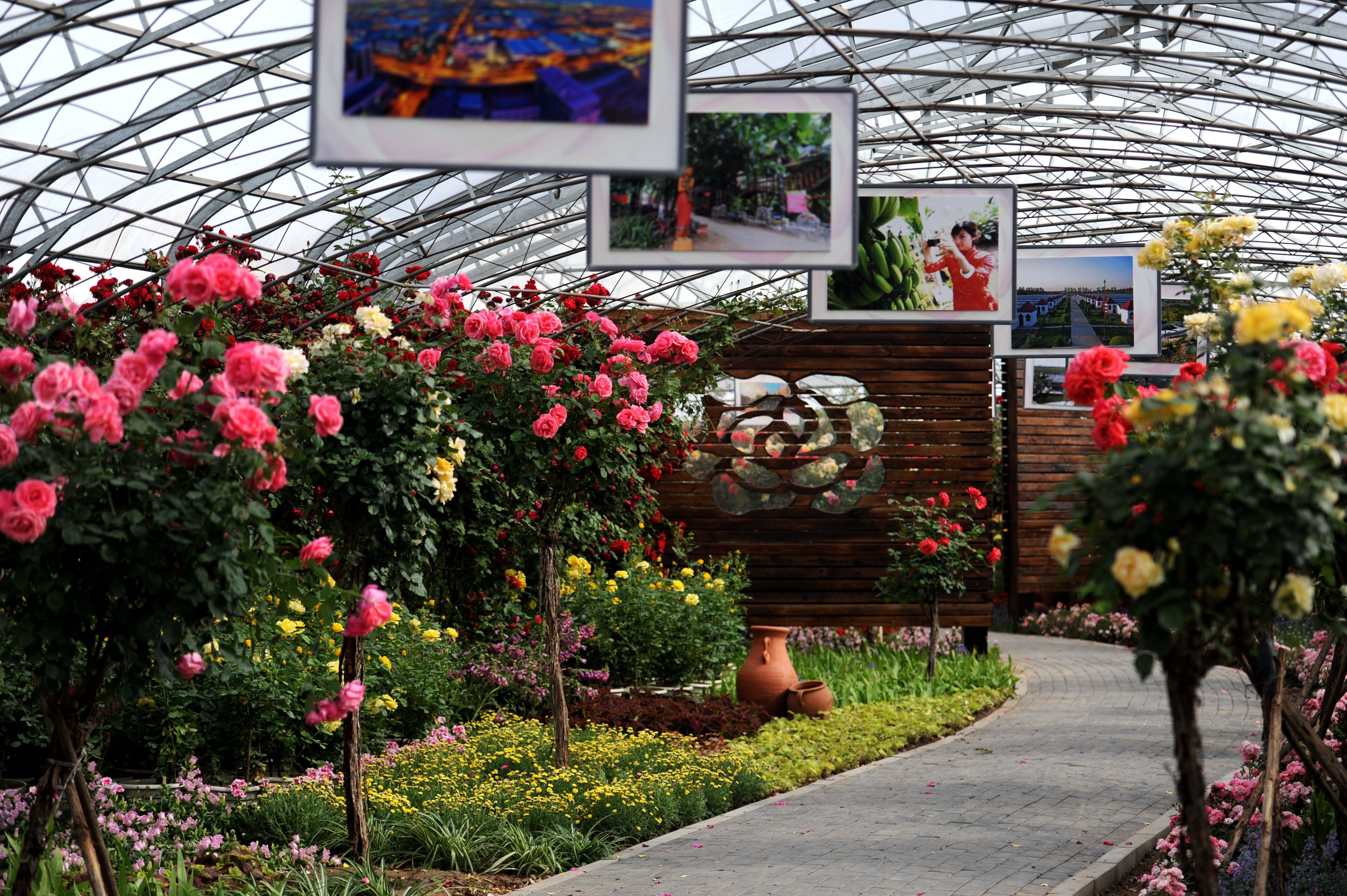 大兴月季园的月季有多少种,北京最大的月季基地在哪