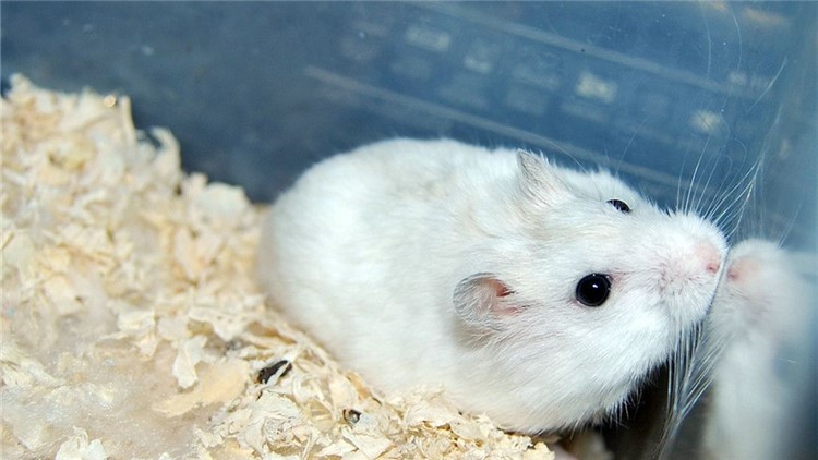 自制仓鼠磨牙工具,最好用什么给仓鼠磨牙齿
