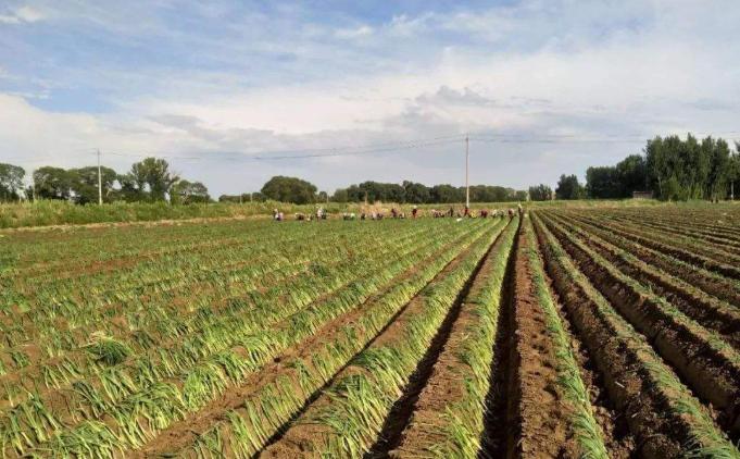 倒栽葱时葱苗怎么处理,怎样栽葱的正确方法