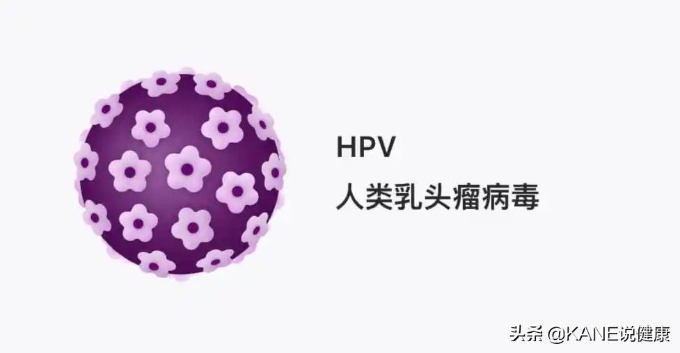 hpv高危1618阳性得宫颈癌的几率,免疫系统消灭hpv