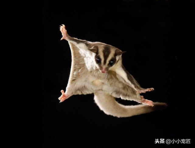 如何饲养蜜袋鼯,新手如何养蜜袋鼯视频教程