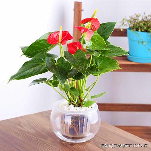 水培红掌花怎么养护,水培红掌的养殖方法和注意事项