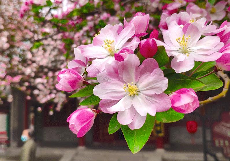 石家庄新规划大项目,石家庄中心城区最新项目