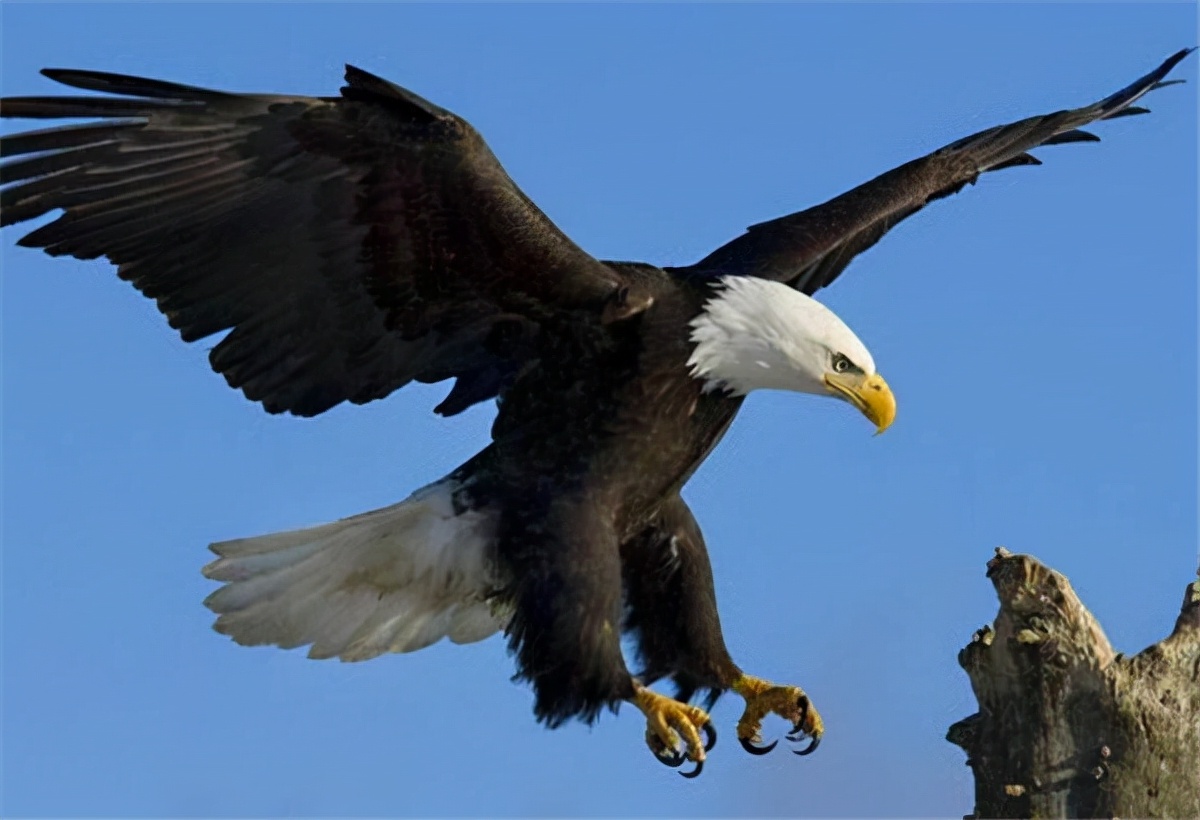 为什么美国国鸟是白头鹰,美国的国鸟和日本的国家鸟谁厉害