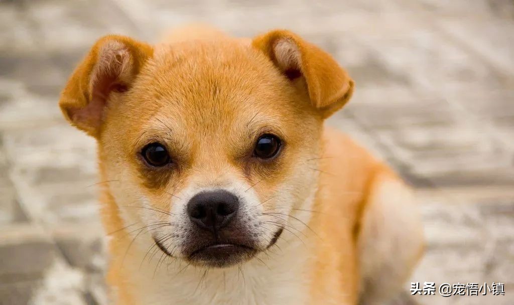 狗狗太瘦怎样合理的让狗狗长肉,狗狗瘦了吃什么钙片好