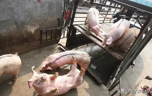 猪场养猪的问题与对策,猪场养猪降本增效的方法和措施