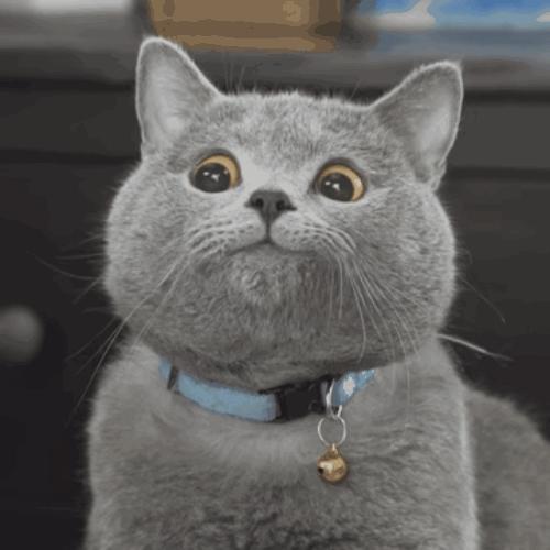 铲屎官得知自己的猫得病,铲屎官生病了猫猫会伤心吗