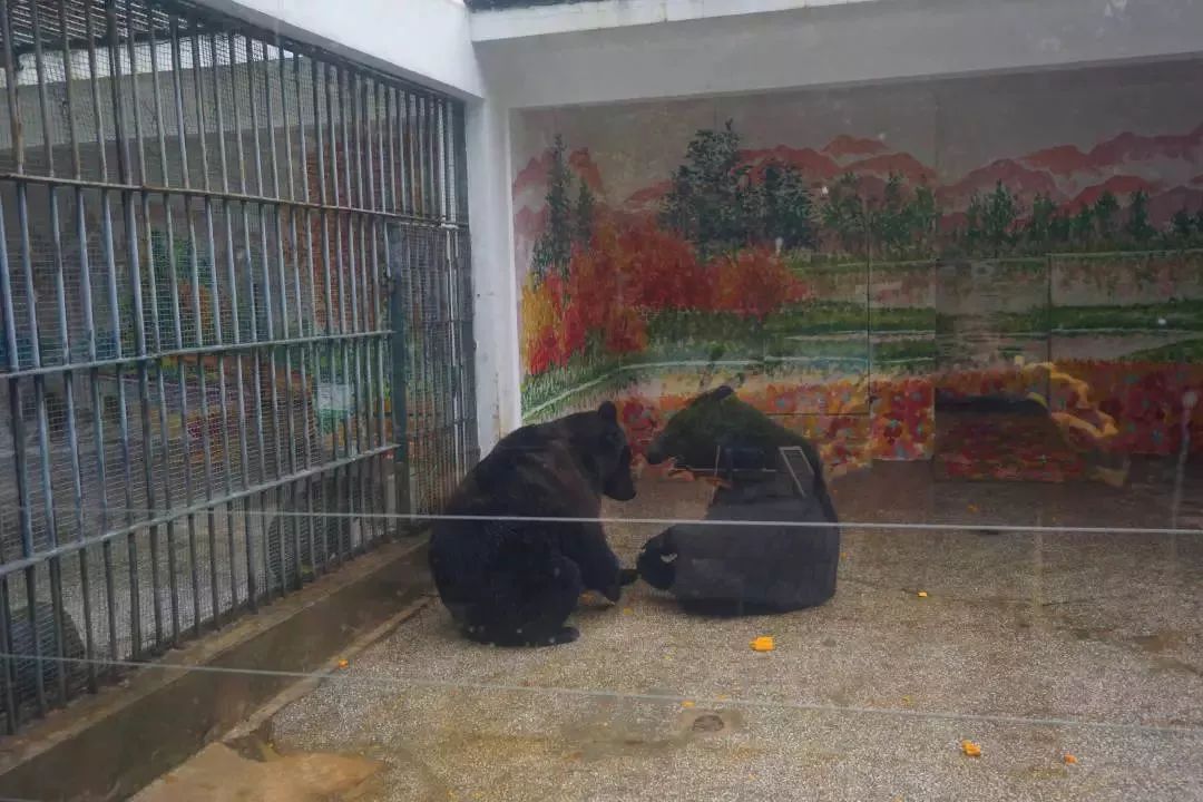 熊出没熊大熊二旅游,熊出没之熊大熊二乐园