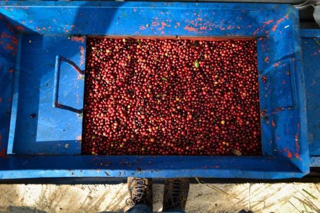 哥斯达黎加黑蜜咖啡,咖啡产区有什么区别