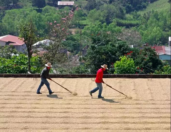 世界咖啡四大产区,咖啡产区图