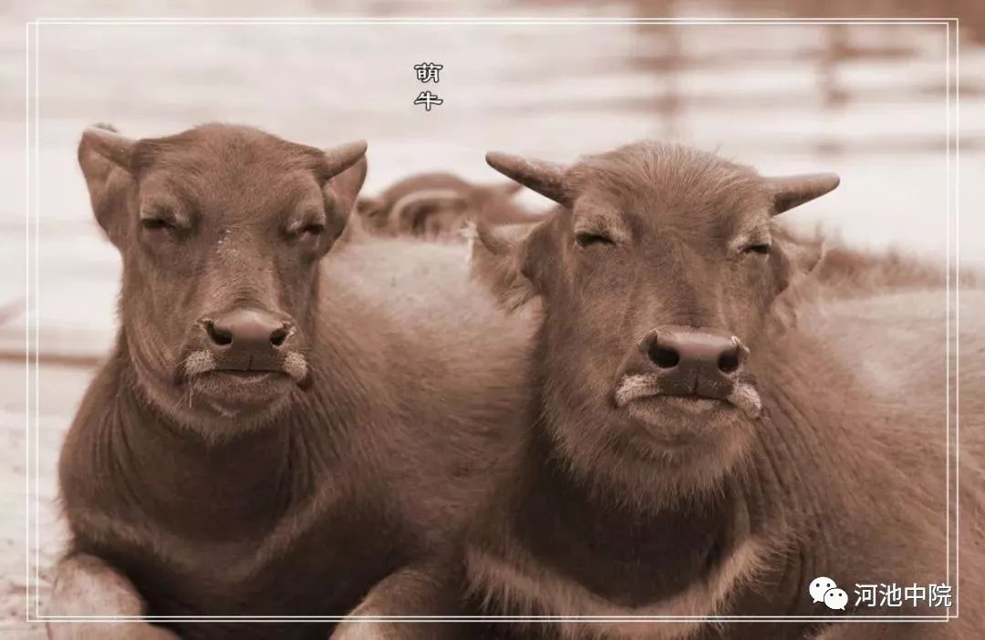 牛撞人需要负什么责任,牛撞人谁负责