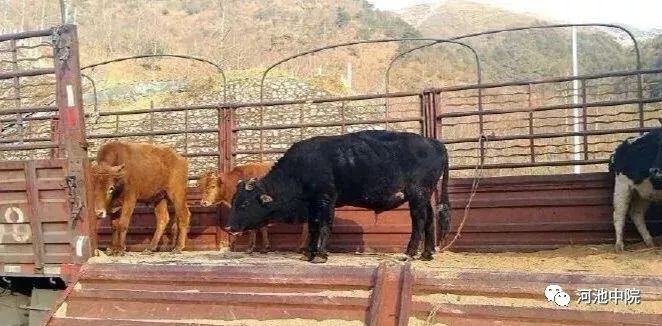 牛撞人需要负什么责任,牛撞人谁负责