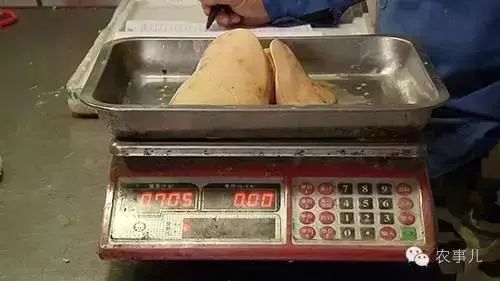 霍邱孟集镇养鹅场卖鹅肝,养鹅做鹅肝的过程