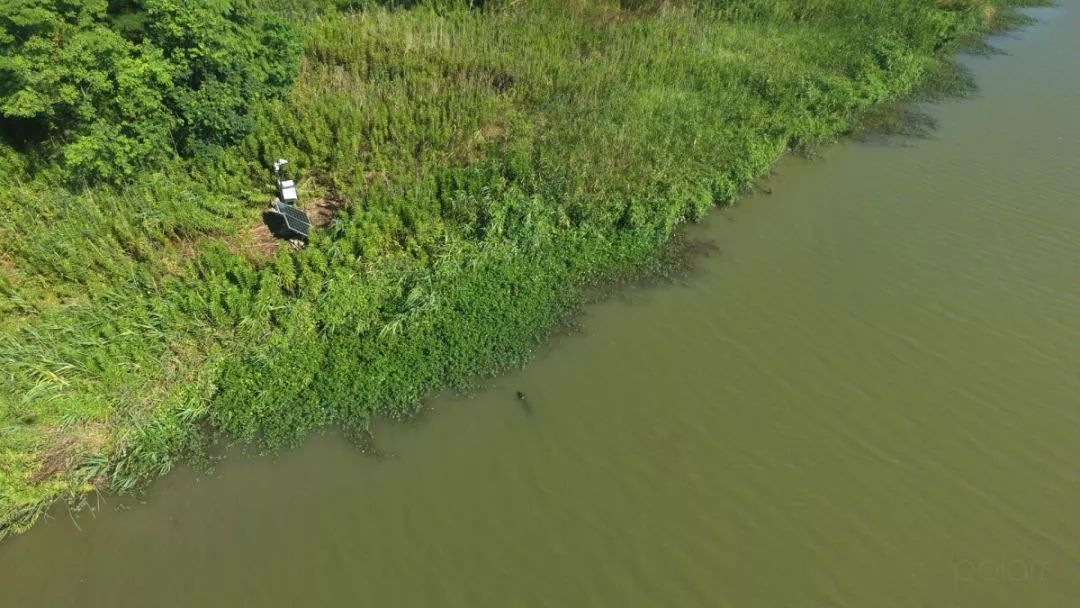 阿拉看环境｜“城市森林中的小生灵”申城有群特殊居民